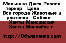 Малышка Джек Рассел терьер › Цена ­ 40 000 - Все города Животные и растения » Собаки   . Ханты-Мансийский,Ханты-Мансийск г.